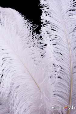 Autruche premium - 50-60 cm - blanc